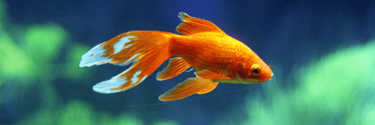 Featured Image - do goldfish get lonely