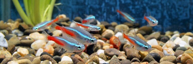 Featured Image - how many neon tetras in a 10 gallon tank