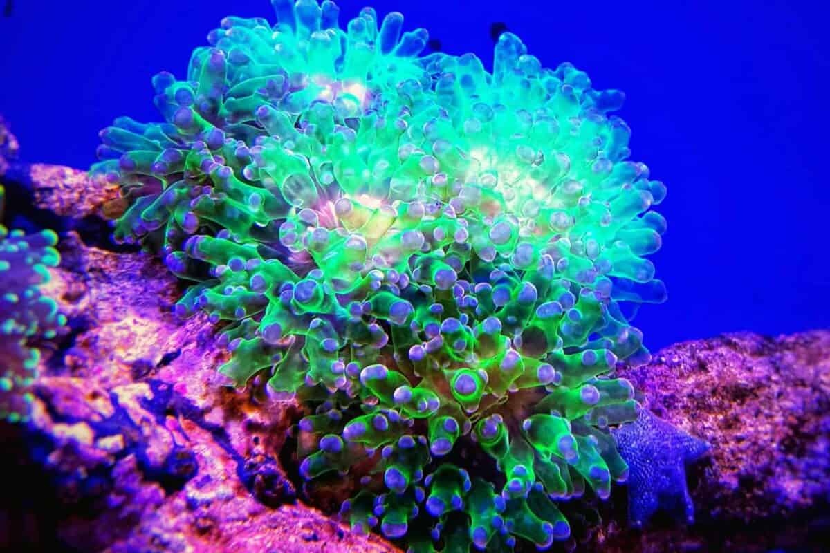 Frogspawn Shape Frogspawn Coral Care Guide: Placement, Feeding, & Care Tips