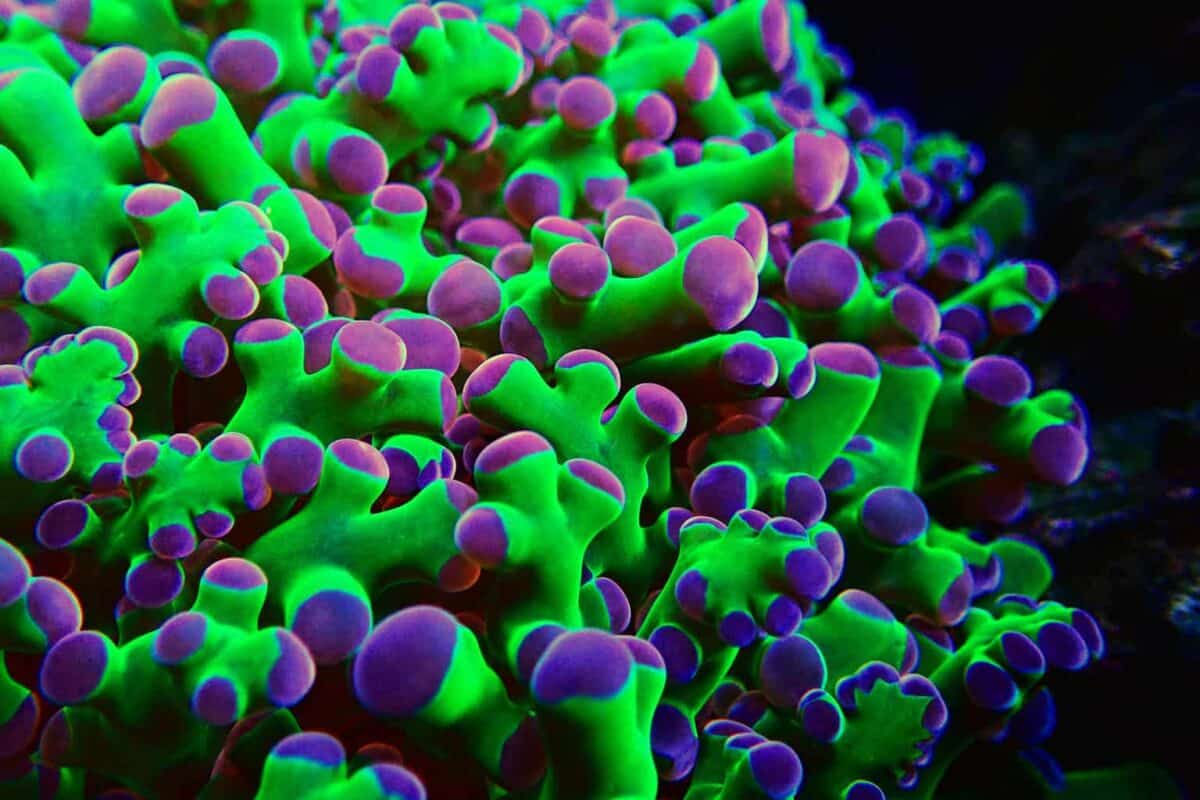 Frogspawn Shape Frogspawn Coral Care Guide: Placement, Feeding, & Care Tips