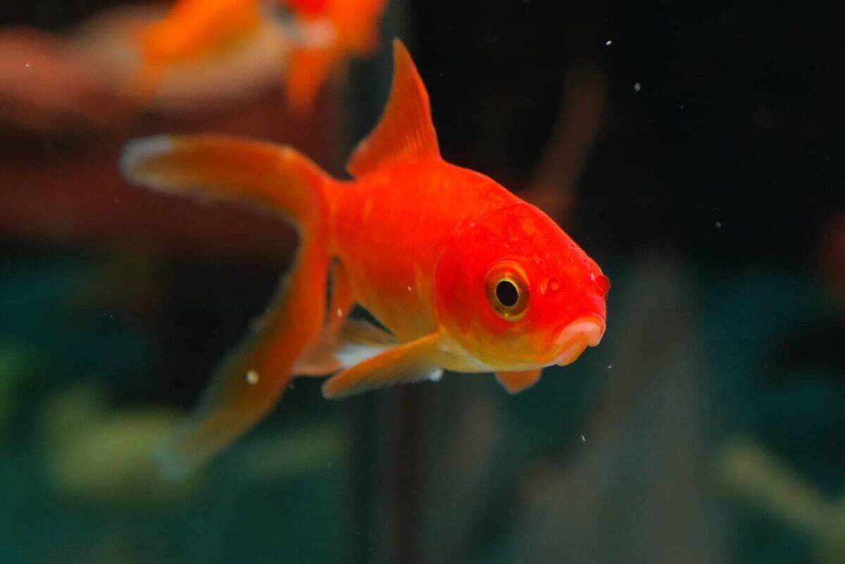Do goldfish get lonely? Can they live alone? Truth Revealed