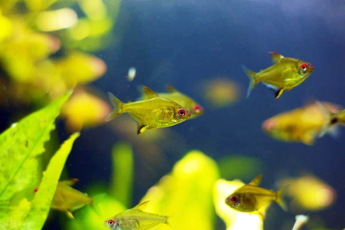 lemon-tetra-101-species-and-care-guide-year