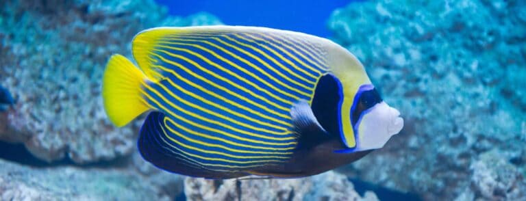 Pomacanthus imperator - emperor angelfish - saltwater fish
