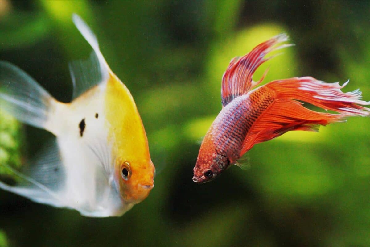 Betta Fish Care 101: Care, Feeding, & Health ([year] Guide)