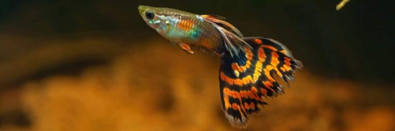 Poecilia reticulata in a freshwater aquarium