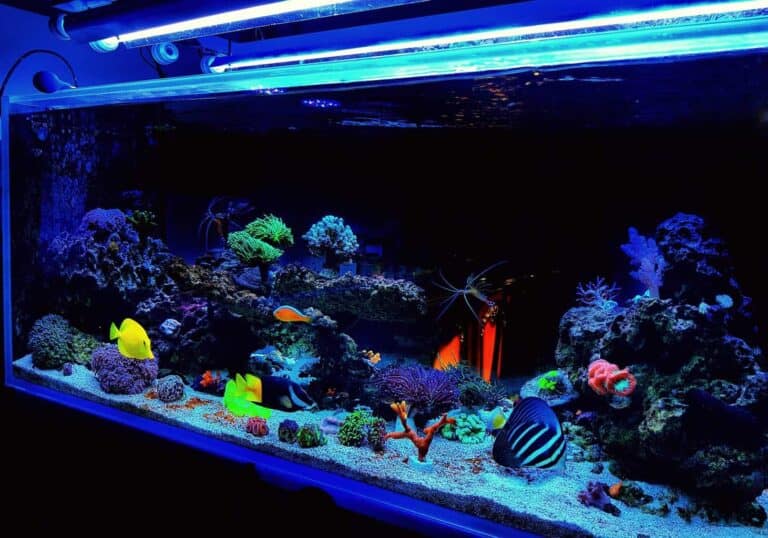 Saltwater Aquarium