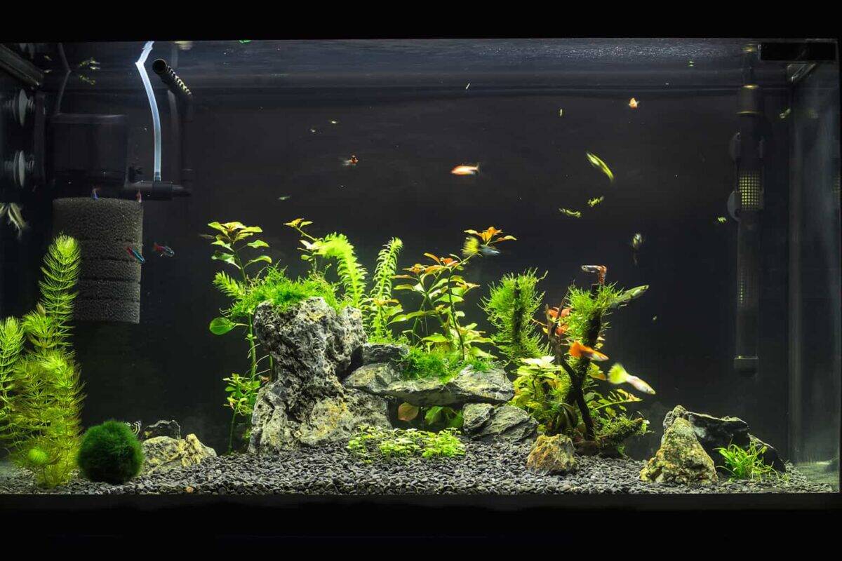 Thai Micro Crab Care, Tank Mates, Breeding and More!