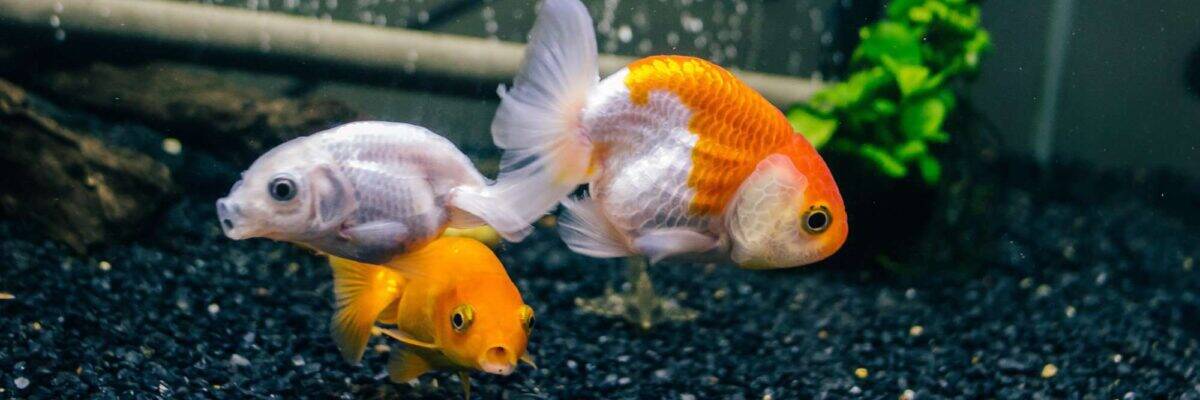 The Most Popular Types Of Goldfish ([year] List)