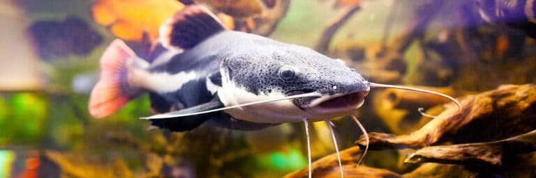 Featured Image - redtail catfish