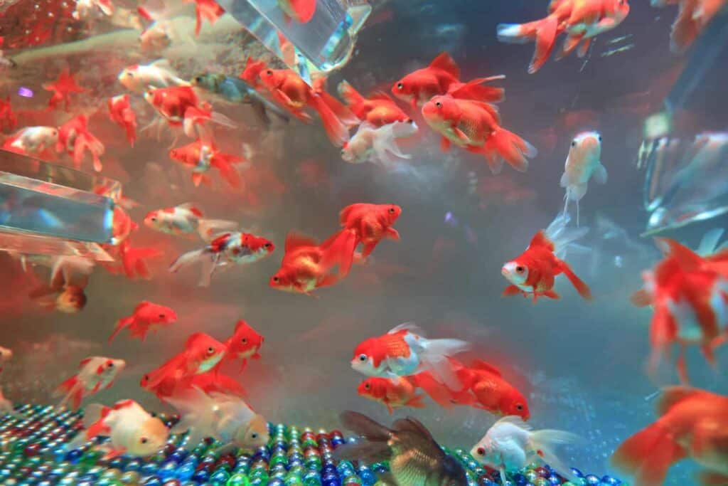 Many Gold Fish Fantail Goldfish: Species Profile, Care, Tank Mates, & More!