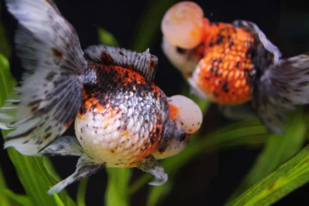 Visual Reference: Pearlscale Goldfish 101 Complete Care Guide Year