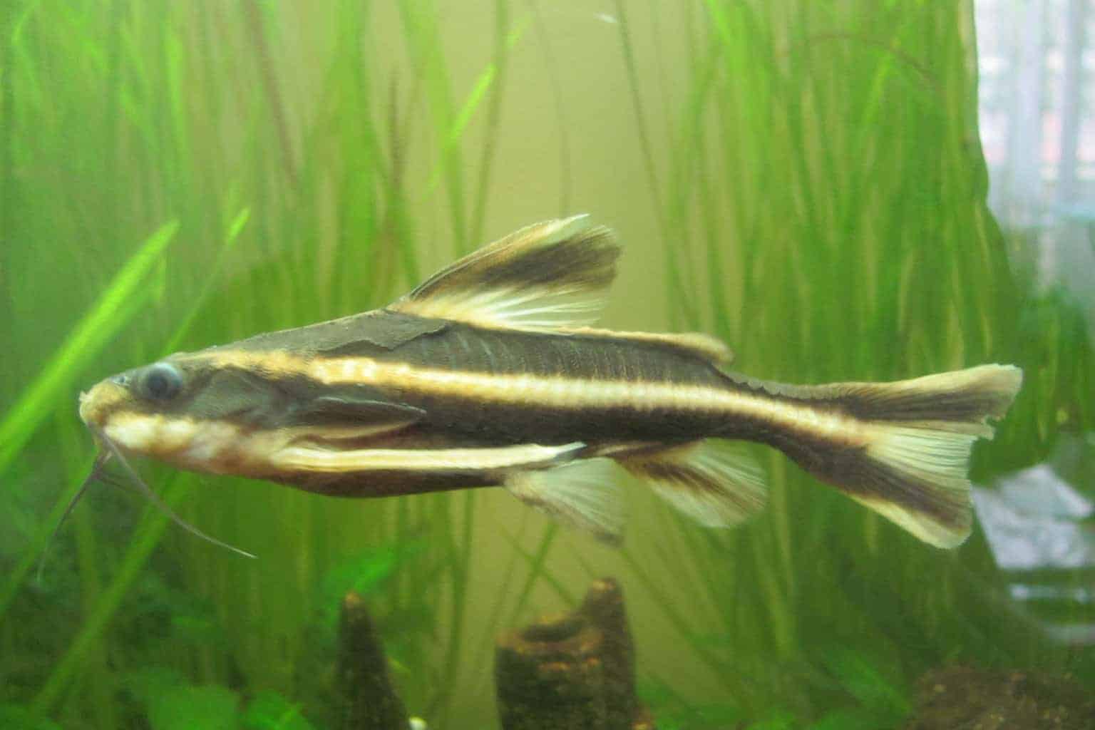 Raphael Fish Striped Raphael Catfish: Care, Tank Mates, Diet, & More!