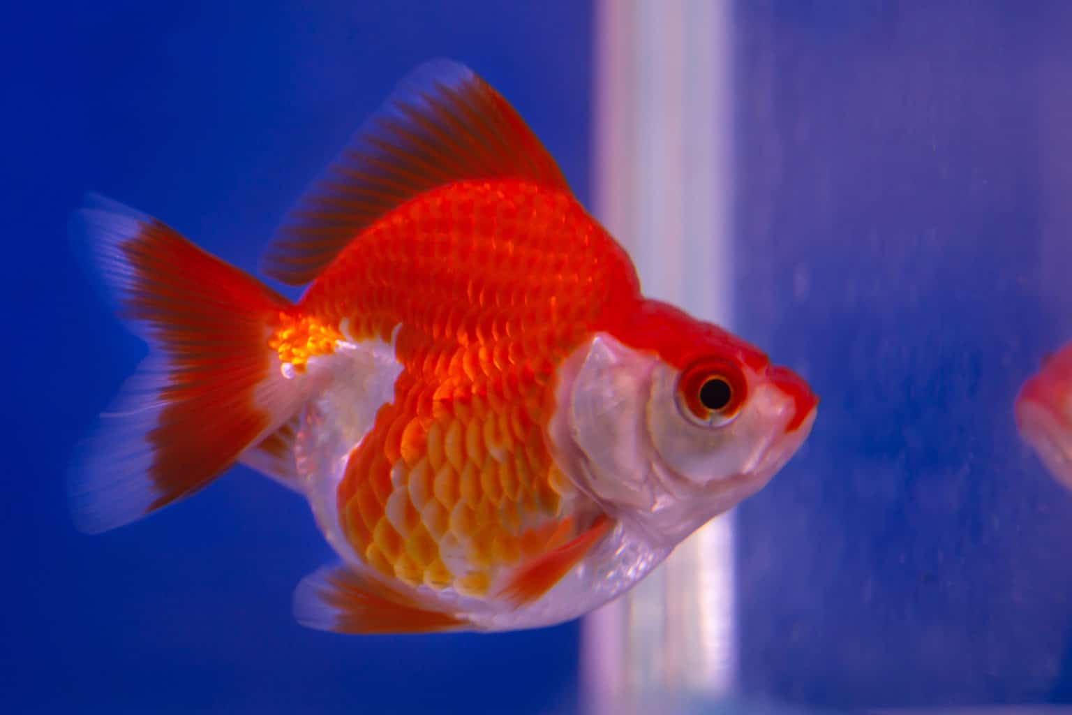 The Most Popular Types Of Goldfish ([year] List)
