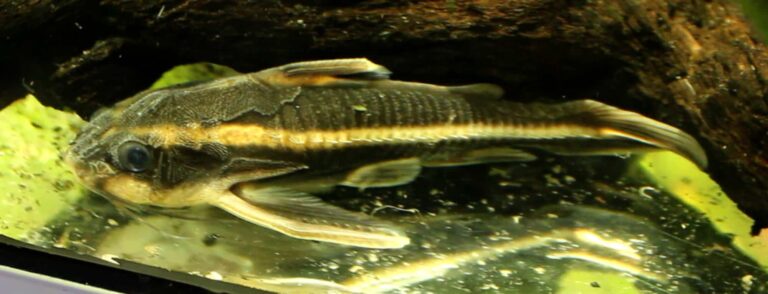 striped raphael catfish at the bottom of the tank