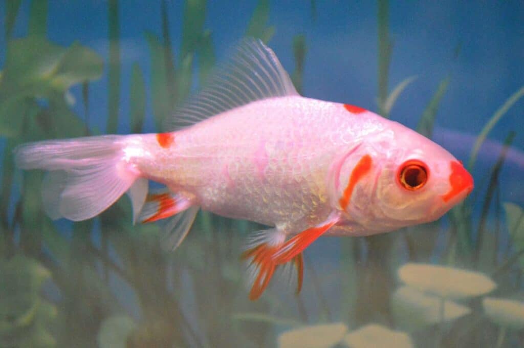 The Most Popular Types Of Goldfish ([year] List)