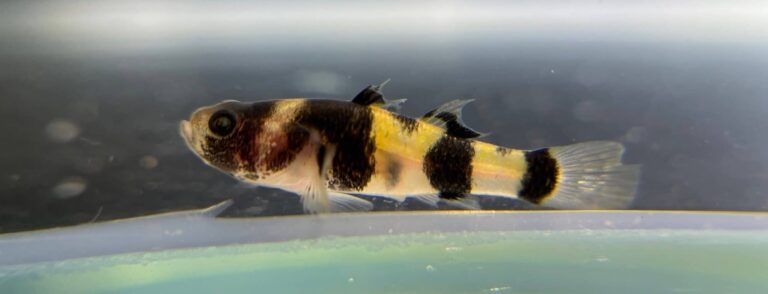 bumblebee goby in an aquarium