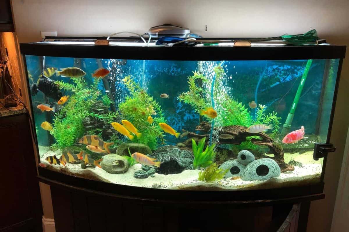 Stunning Overwhelmed By Options Your Friendly Us Guide To Decoding Fish Tank S image