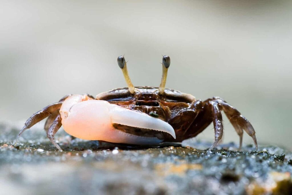 Fiddler Crab 101: Care, Diet, Setup, Tank Mates & More! - PetMeDaily