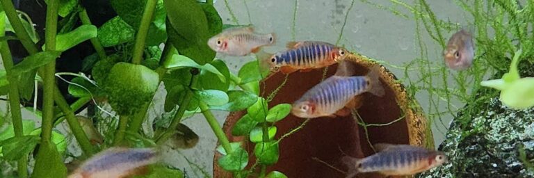 a group of fish swimming in an aquarium