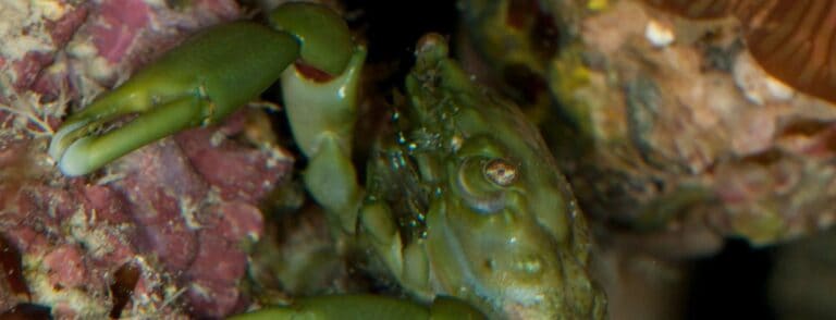 Green Emerald Crab