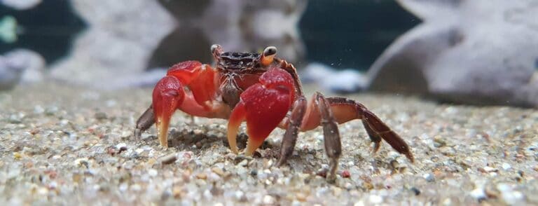 A red crab on the aquarium substrate