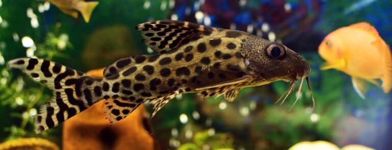 Synodontis Catfish