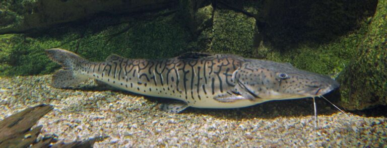 Catfish staying at the aquarium substrate