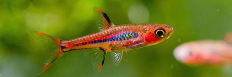 Mosquito Rasbora (Boraras brigittae) Beautiful Endemic Ornamental fish from Borneo