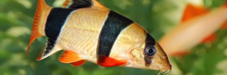 Clown Loach Close Up