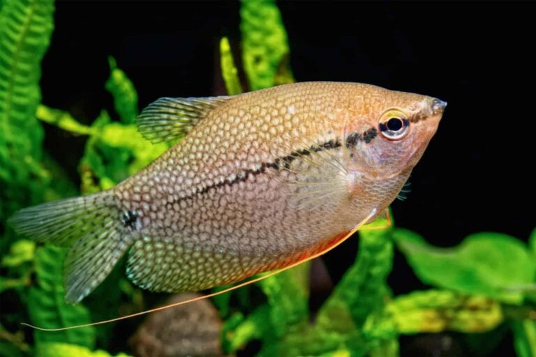 Pearl Gourami is also known as Mosaic, Lace, Diamond, or Leeri Gourami