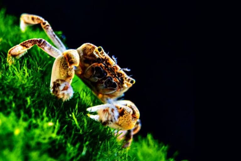 A Closer Look at Freshwater Pom Pom Crab