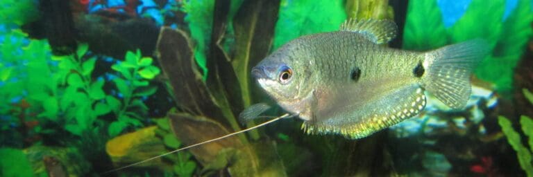 blue gourami