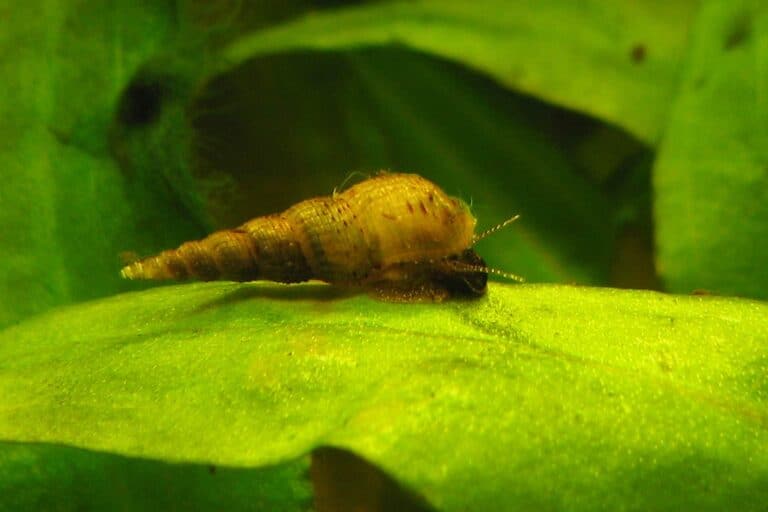 Scientifically known as Melanoides tuberculatus