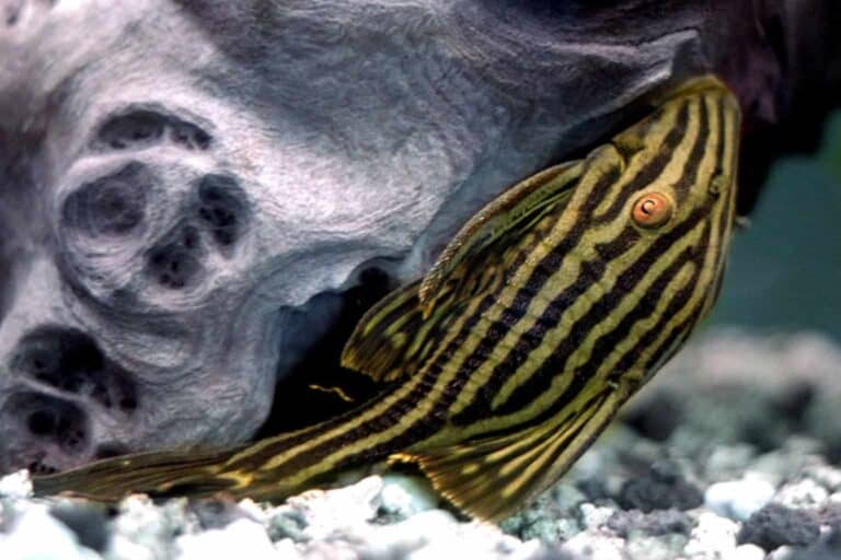 Scientifically known as Panaque nigrolineatus