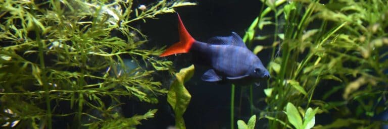 A Red Tail Shark in a Tank With Aquarium Plants
