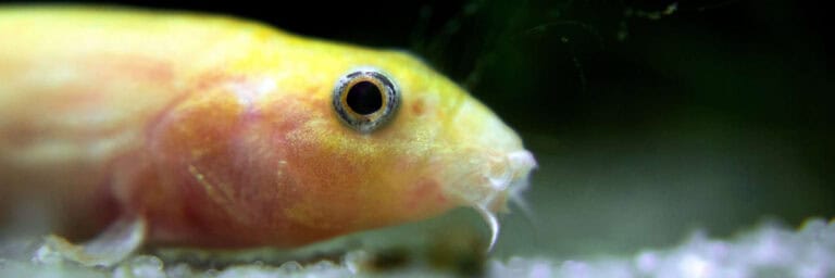 A close look at Pond Loach's head
