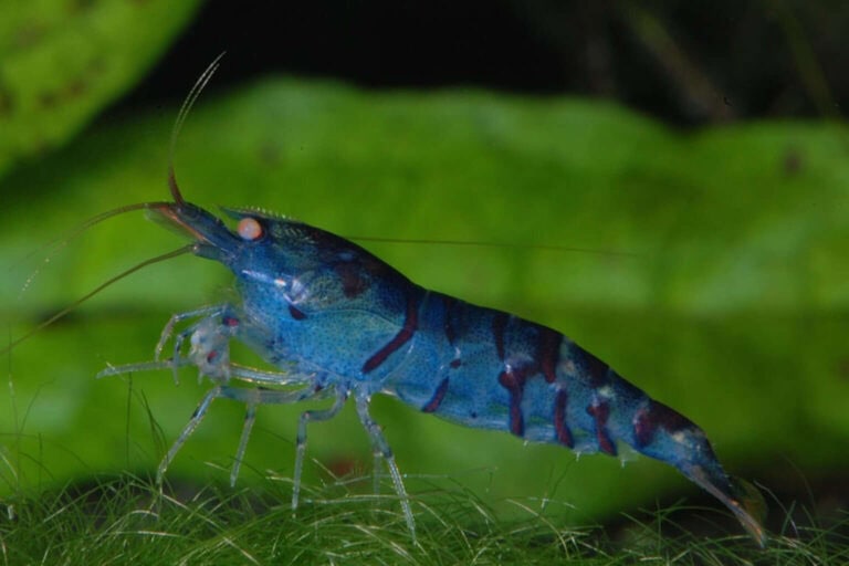 Scientifically known as Caridina cantonensis