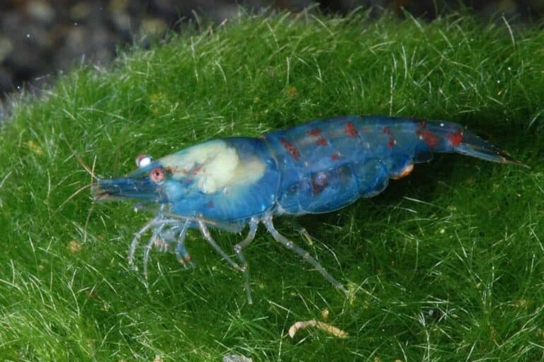 Scientifically known as Neocaridina davidi