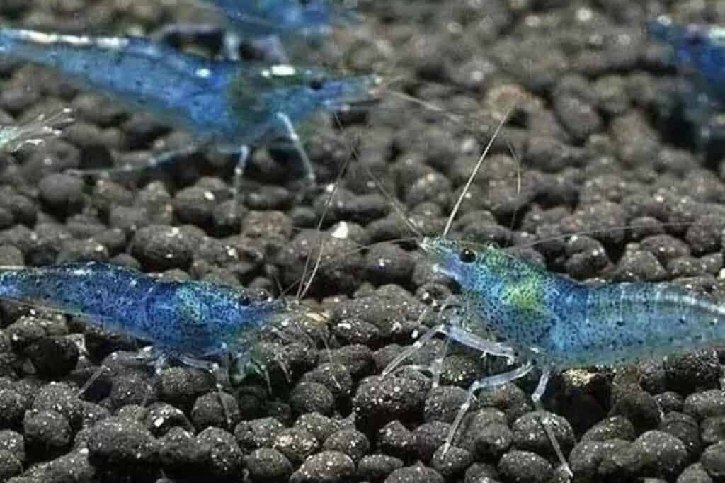 Blue Pearl Shrimp: Profile and Care Insights ([year])