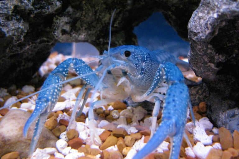 Scientifically known as Procambarus alleni