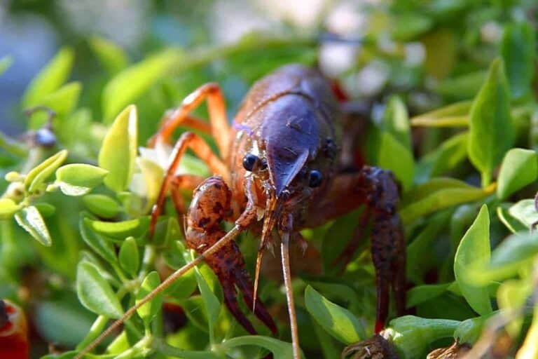 Crayfish is also known as Crawdad