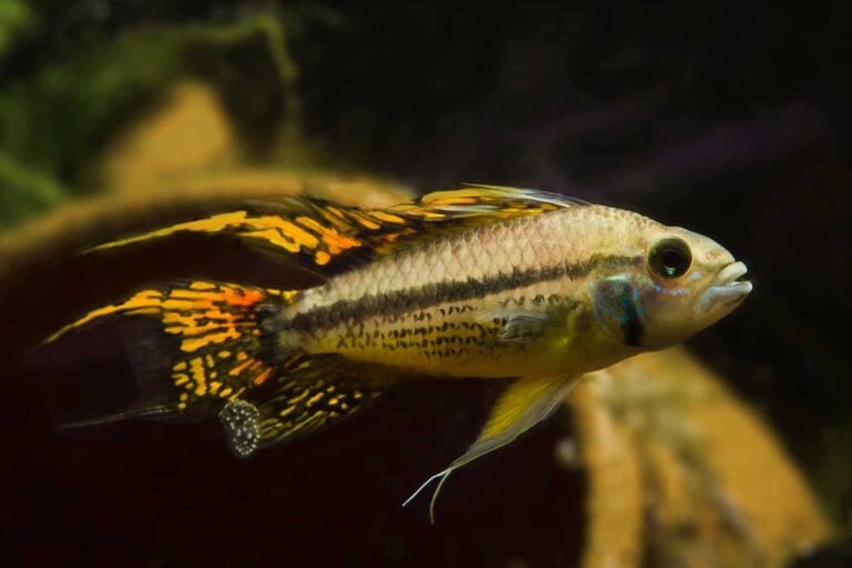 Beautiful Apistogramma Swimming in Tank