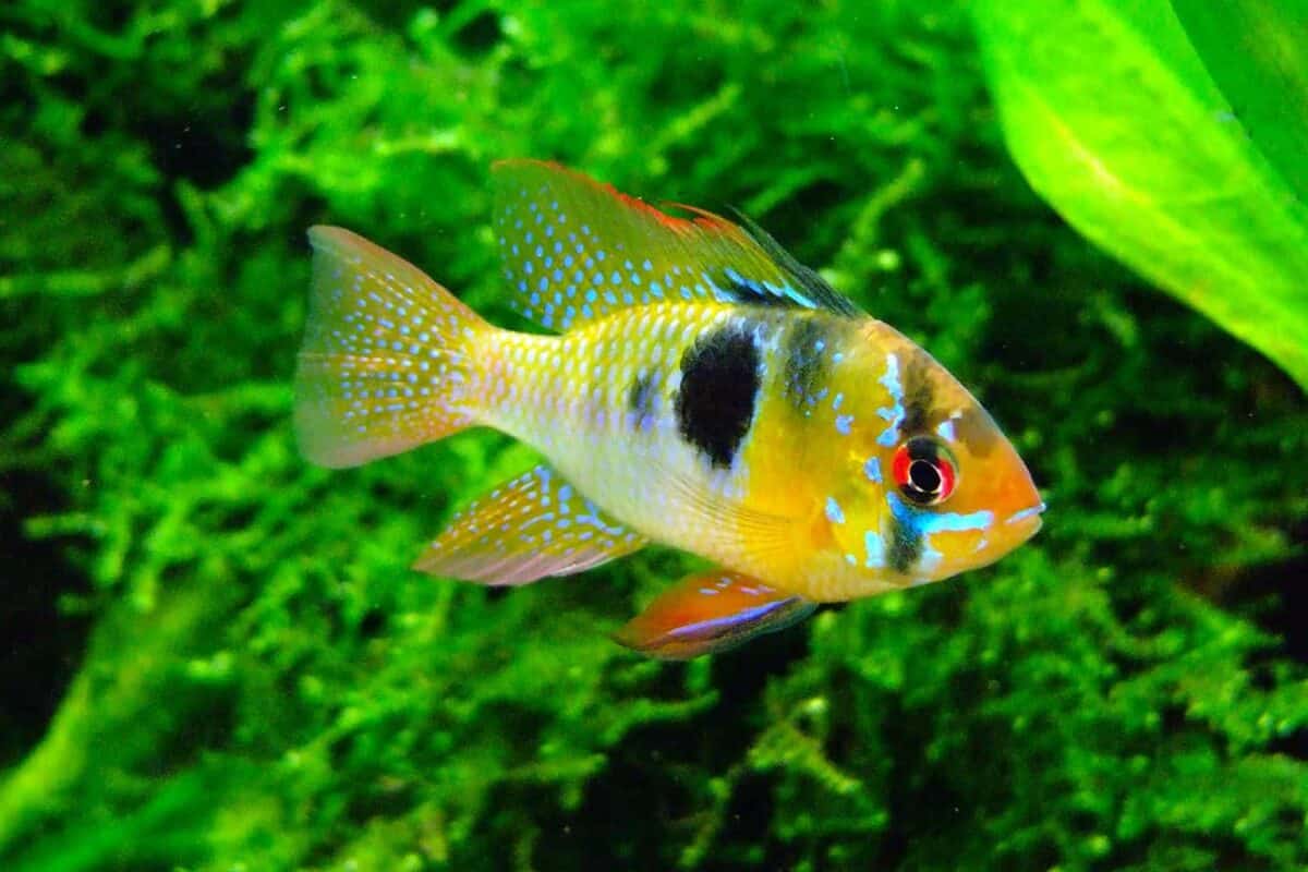 Bolivian Ram Cichlid Care 101: Tank Setup, Diet, & More