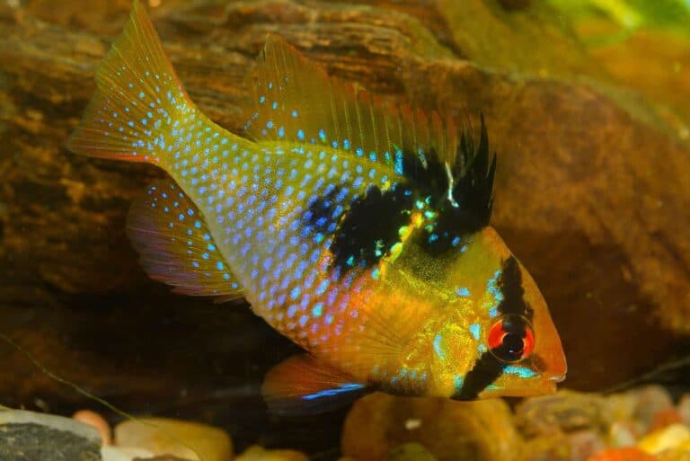 Featured Image - German Blue Ram