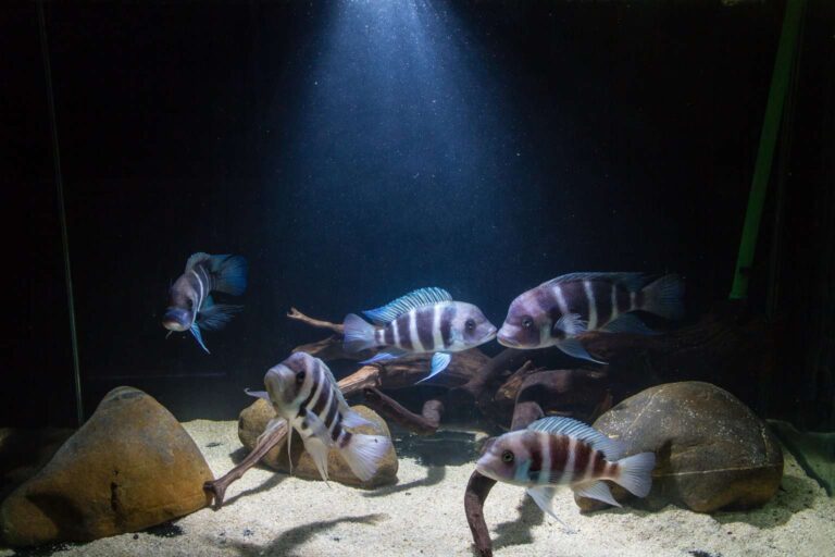 A group of frontosa cichlids in an aquarium with wood and stone decorations