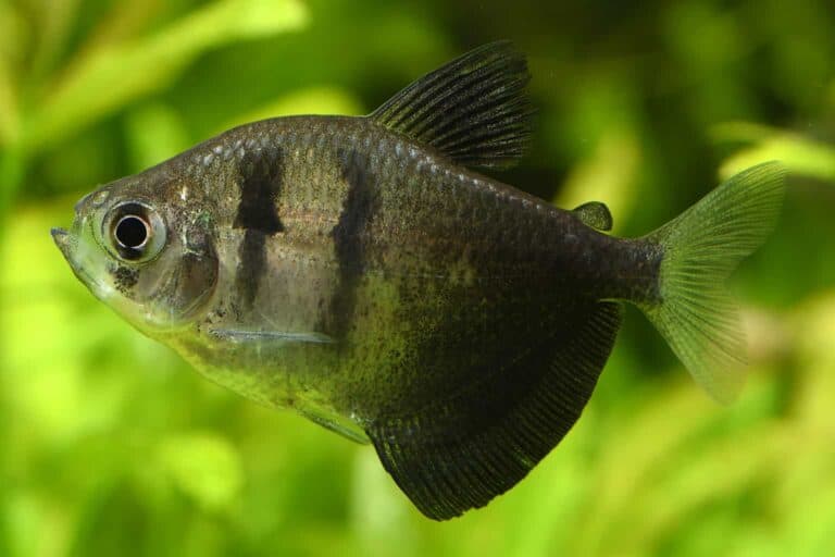 black skirt tetra profile
