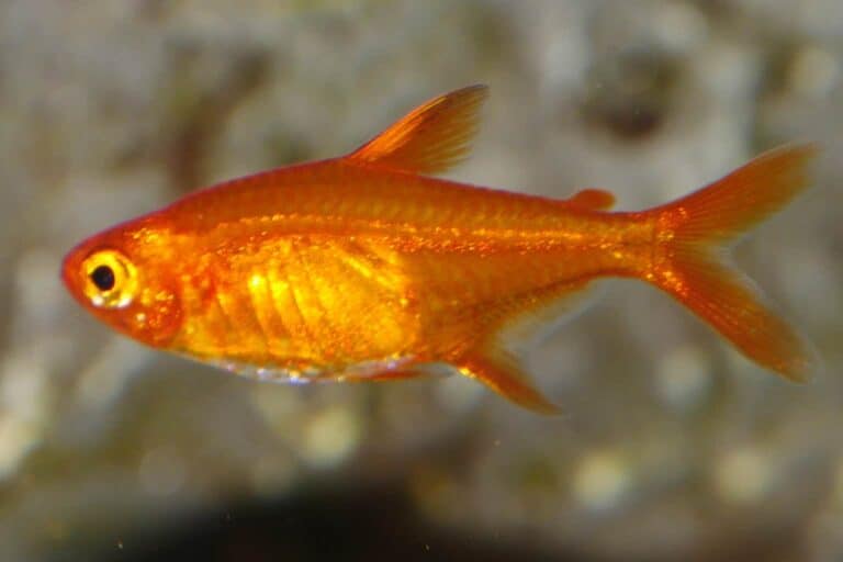 ember tetra profile