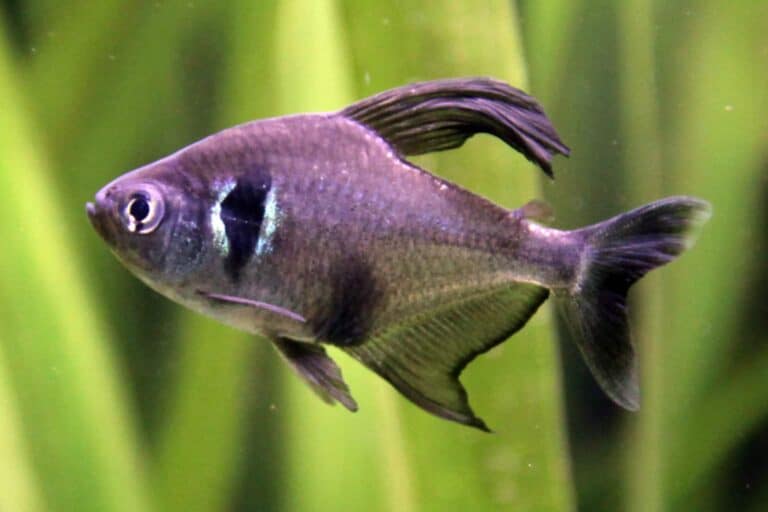 black phantom tetra in aquarium