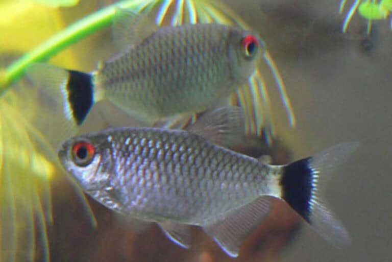 Scientifically known as Moenkhausia_sanctaefilomenae