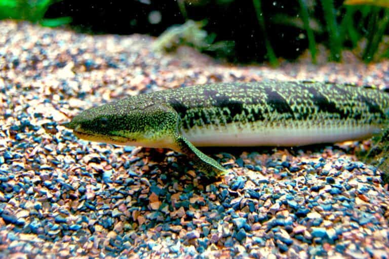 Bichir is scientifically known as Polypteridae